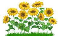 Sonnenblumenwiese